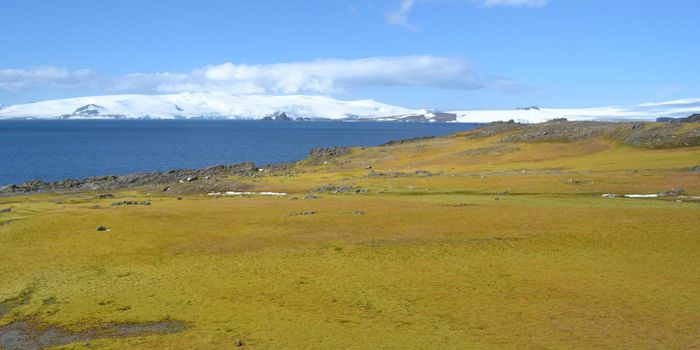 As Temperatures Rise, Antarctica Greens