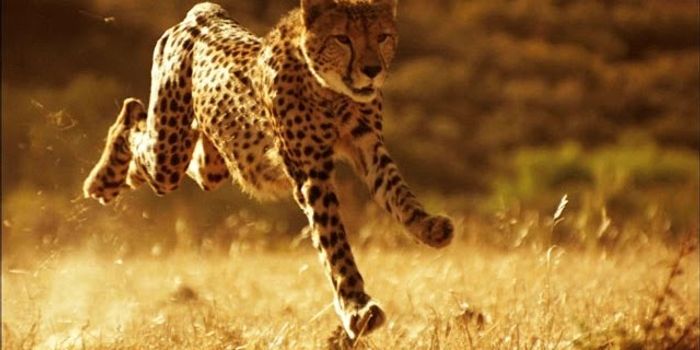 The body that makes them fast: Cheetahs' physiology