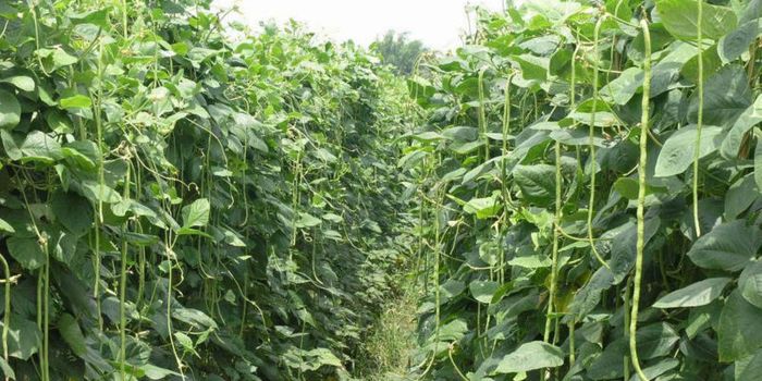 Cowpea Plant Virus Beneficial to Human Immune System