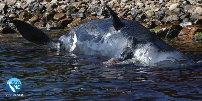 Pregnant Whale Found Dead in Italy with 48 Pounds of Plastic in Belly