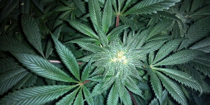 Cannabis Use Disorder in Pregnancy Linked to Infant Health Problems