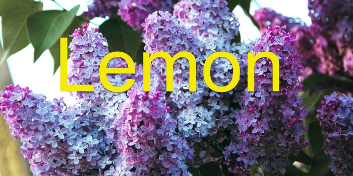 The Nose Knows Not: Uncovering the Quirks of Our Underpowered Olfactory System