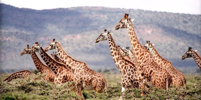 Parasitic Worm to Blame for a Skin Disease in Wild Giraffes, Researchers Say