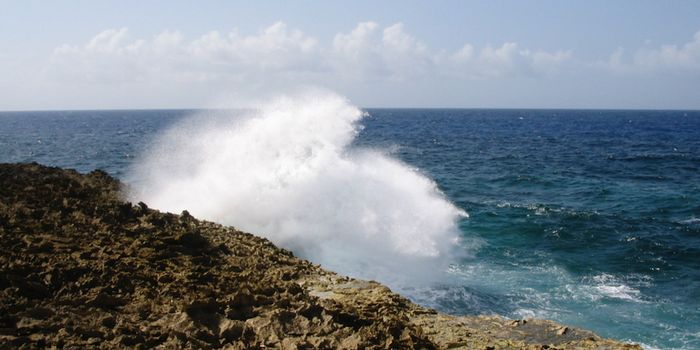 Early Ancestor of Animals Can Group Together and Coordinate Their Movements