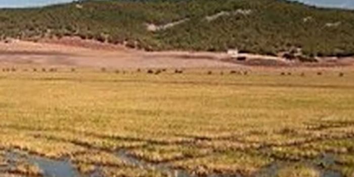 Developing Self-fertilizing Plants