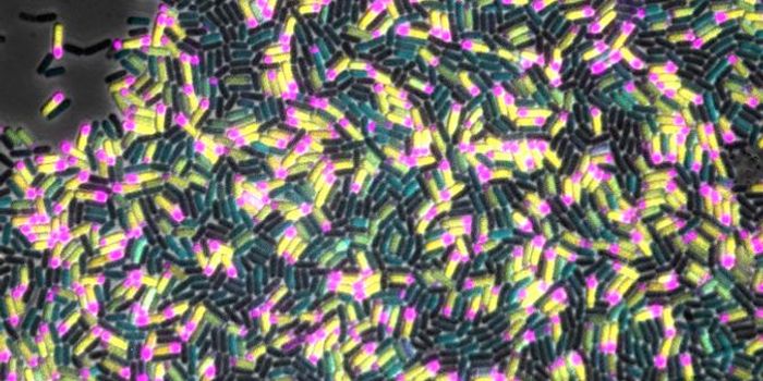 Bacteria's Sporulation Trigger Discovered