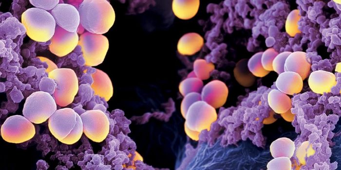 Implanted Medical Devices at Risk for Multiresistant Bacteria