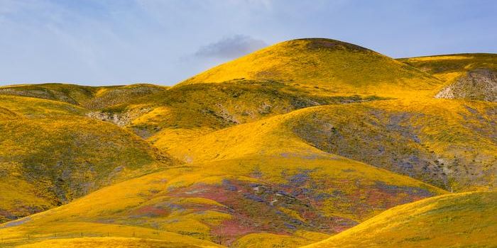 Grasslands vs. Forests: Real-Time Responses to Climate Change