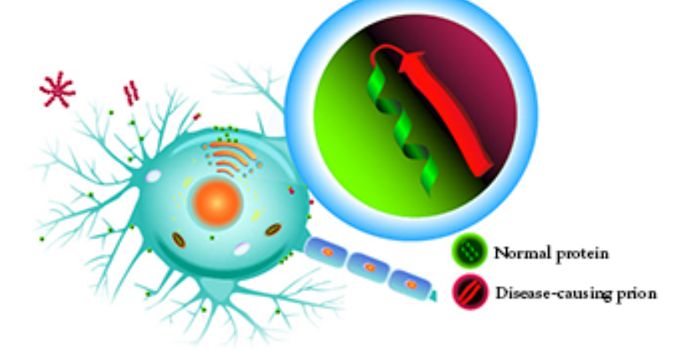 Chronic Wasting Disease Prion Shedding in Deer