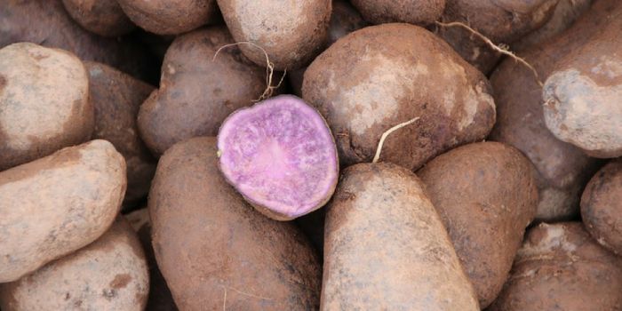 Go Purple to Reduce Colon Cancer Risks