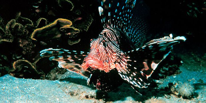 Lionfish Reportedly Invading the Mediterranean Region