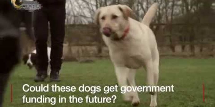 These Dogs Can Sniff Out Cancer