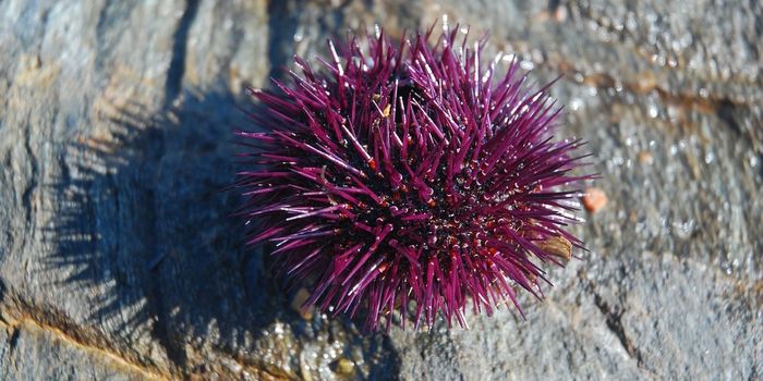 The Incredible Life of a Sea Urchin