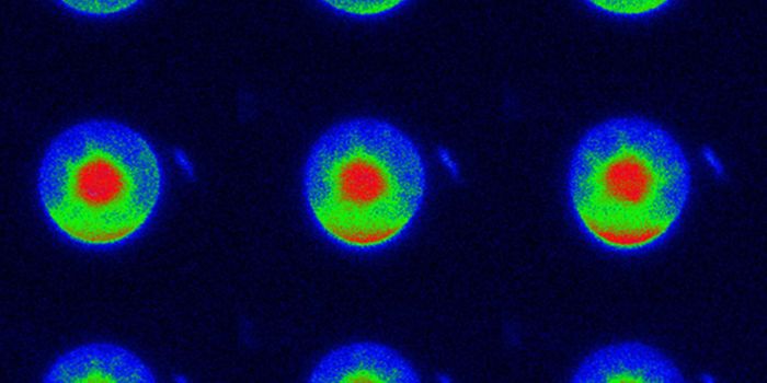 Proteins Have an Orientation in Plant Cells