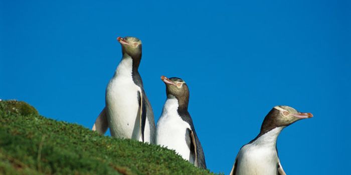 New Zealand Yellow-Eyed Penguin is Closer Than Ever to Extinction