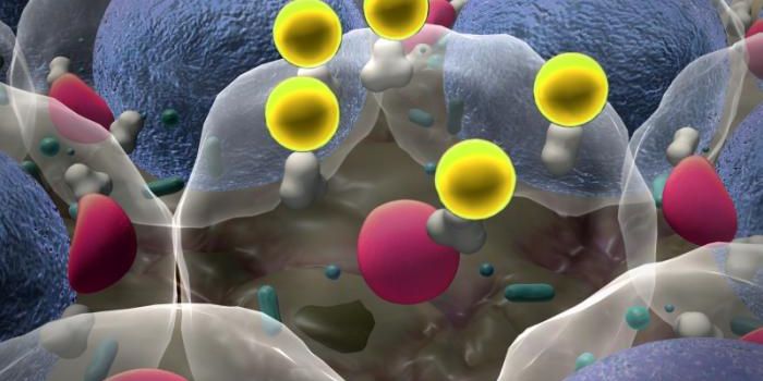 Enzyme Could Fight Cancer and Autoimmune Diseases