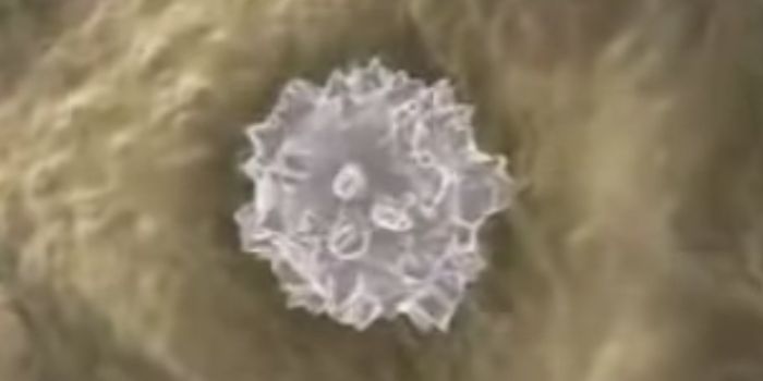 The Nervous System Directly Controls Stem Cell Growth