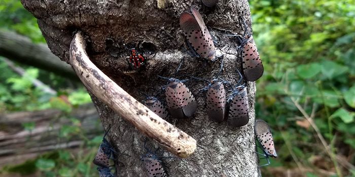 The Invasive Species Coming for your Wine!