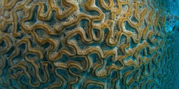 Drug Gets Makeover to Bypass the Blood-Brain Barrier