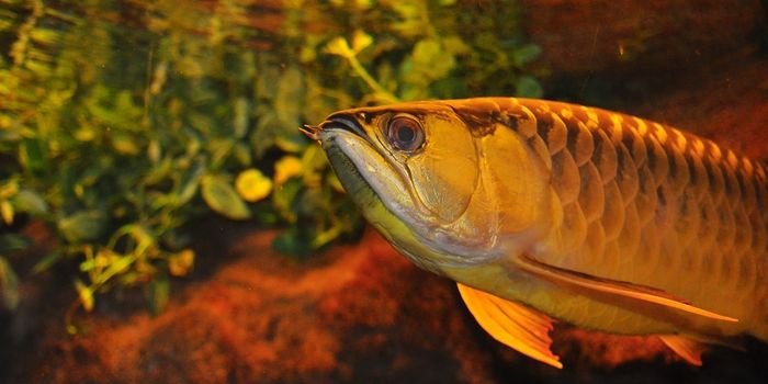 Fish Tank Chemicals Aren't COVID-19 Medication, Says FDA
