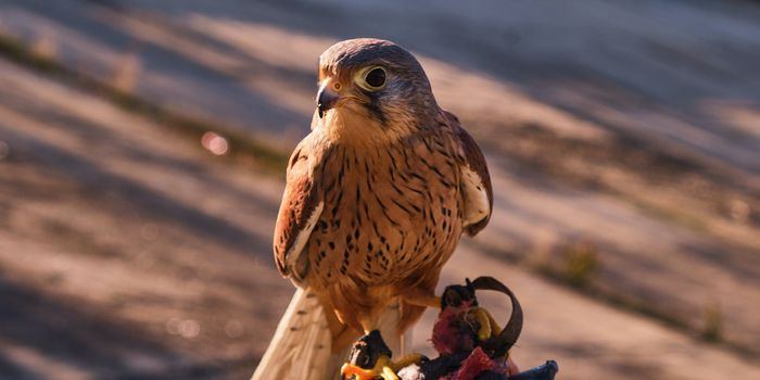 "It is improper to boil a head in here": Discovery of A Falcon Shrine with Animal Offerings in Ancient Egypt