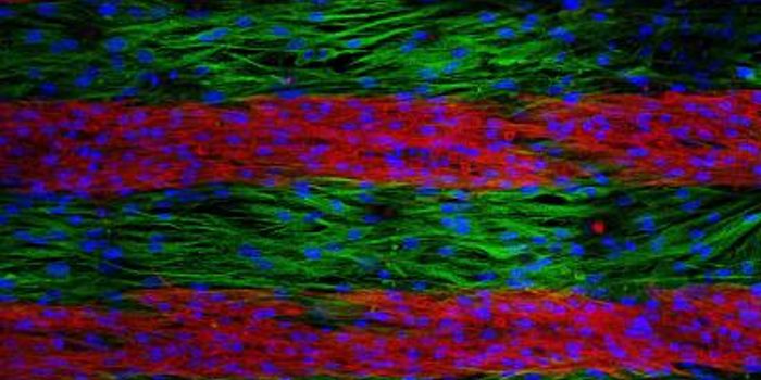 Bacterial Genes Provide Human Cells with a Jolt of Electrical Current
