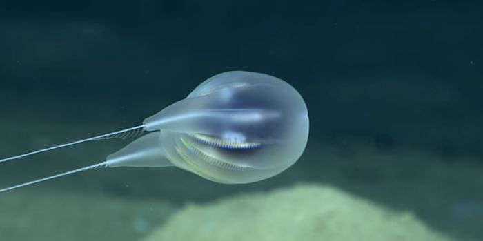 A Ctenophore Is Discovered - Virtually