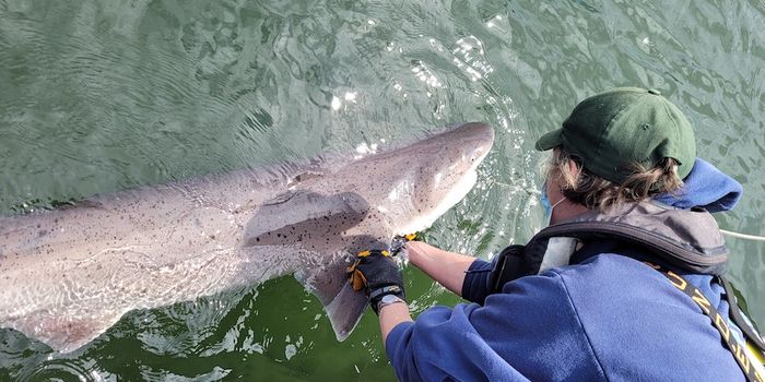 Two Shark Species Confirmed in Puget Sound for the First Time