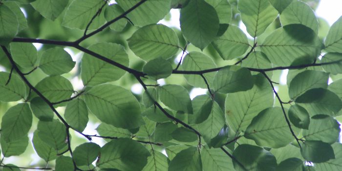 Tree Leaf Bacteria Influence the Urban Microbiome