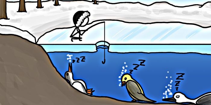 Ever heard of a bird hibernating in a lake?