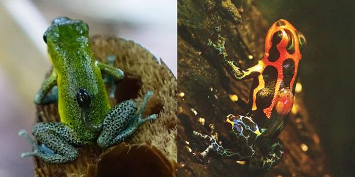 A Genetic Recipe for Monogamy