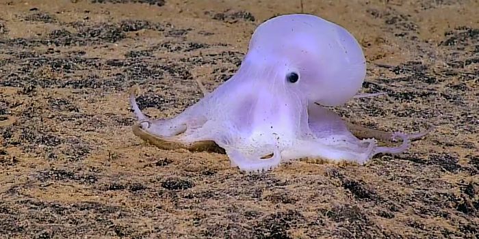 Scientists Find Ghost-Like Octopod in Oceans Near Hawaii
