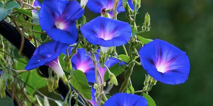 Long-Theorized LSD-Related Fungus is Finally Discovered