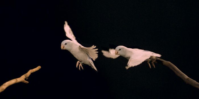 Some Birds Save Energy By Jumping Instead of Flying