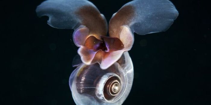 This Tiny Sea Snail Swims Just Like How Small Insects Fly