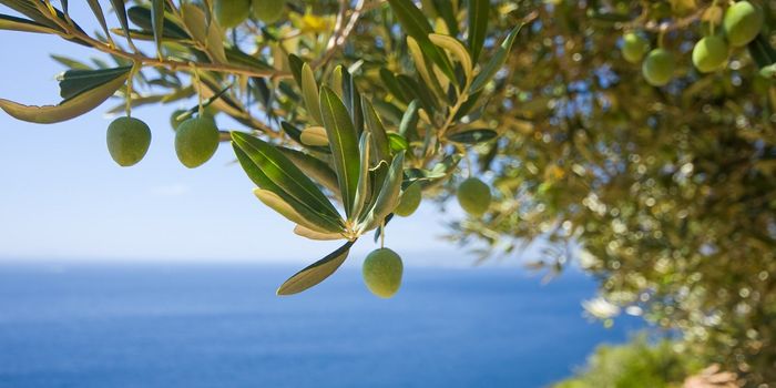 Climate Change Decimating Olive Oil Yields