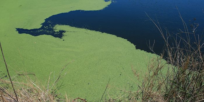 Photosynthetic Algae Found to Produce Methane