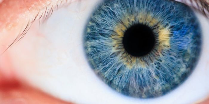Gene Therapy Significantly Improves Eyesight