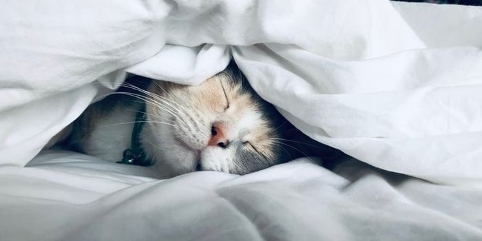 Artificial Intelligence Could Improve Sleep Care