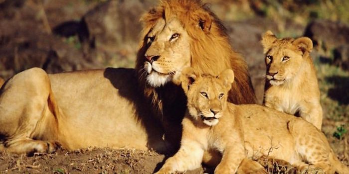 Lions Are Returning To Rwanda