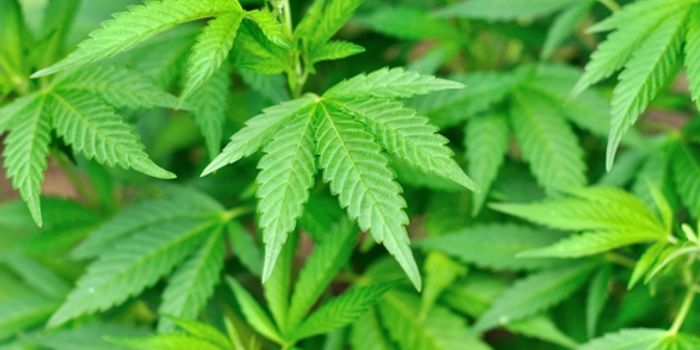 What Cannabis Can Do