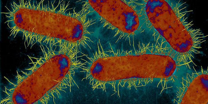 Inside bacteria, everything has its place