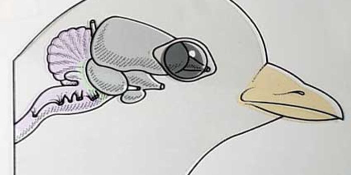 Some Birds Could Be Just As Smart As Apes