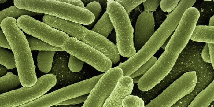 An Engineered Probiotic Can Detect IBD as it Moves Through the Gut