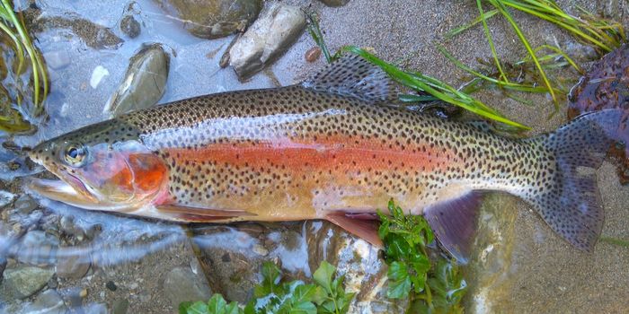 Transgender Fish: The Result of Flushing Contraceptives & Other Chemicals