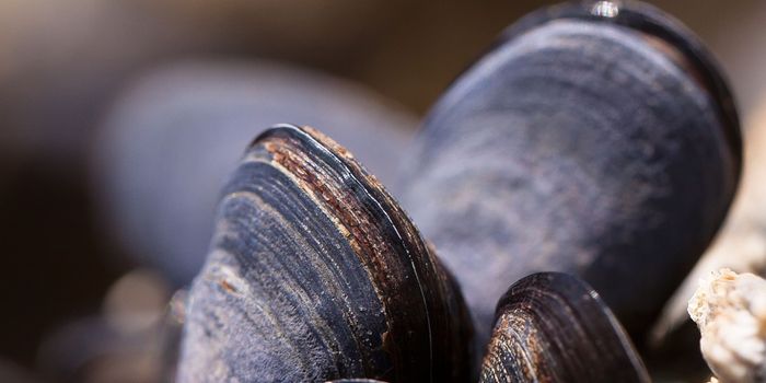 Designing a glue as strong as mussels