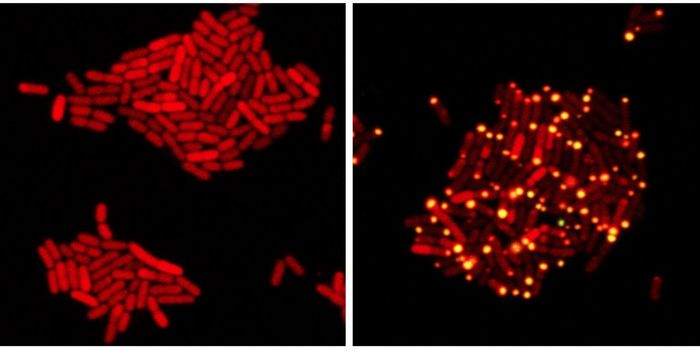 A Viral Assassin Uses Bacterial Communication to Make the Kill