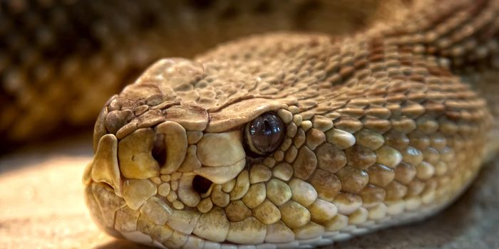 Does the Weather Impact Your Likelihood of Being Bitten by a Rattlesnake?
