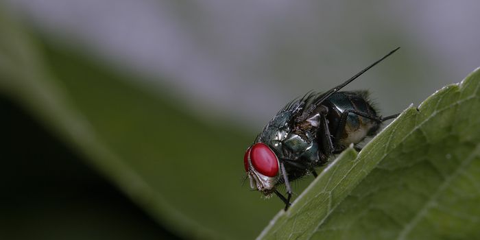 For Fruit Flies, Evolution is Anything but a Gradual Process