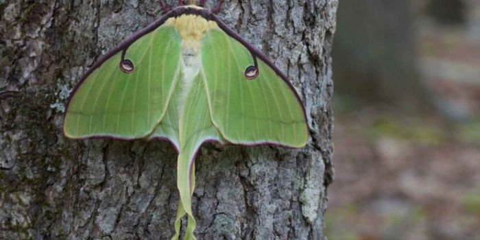 Some Insects Can Fight Off Parasites with Genes From a Virus